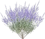 Russian Sage
