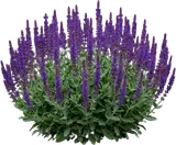 May Night Salvia