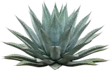 Century Plant