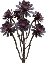 Black Rose Aeonium