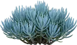 Blue Chalksticks