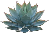 Blue Glow Agave