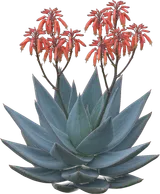 Coral Aloe