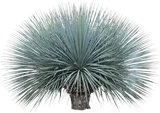 Desert Spoon