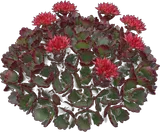 Dragon's Blood Stonecrop
