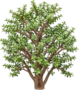 Elephant Bush