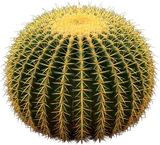 Golden Barrel Cactus