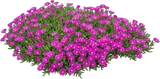 Ice Plant
