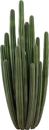 Mexican Fence Post Cactus
