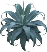 Octopus Agave
