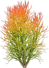 Firesticks Pencil Cactus