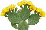 Prickly Pear Cactus