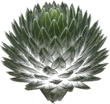 Queen Victoria Agave