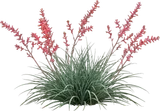 Red Yucca
