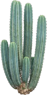 San Pedro Cactus