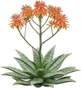 Soap Aloe