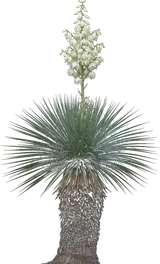 Soaptree Yucca