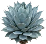 Whale's Tongue Agave