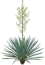 Adam's Needle Yucca