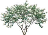 Anacacho Orchid Tree