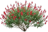 Autumn Sage (Red)