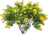 Esperanza / Yellow Bells