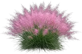 Pink Muhly Grass