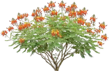 Pride of Barbados