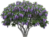 Texas Mountain Laurel