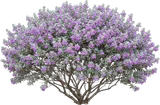 Texas Sage