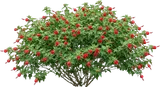 Turk's Cap