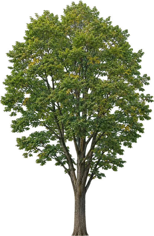 Accolade Elm