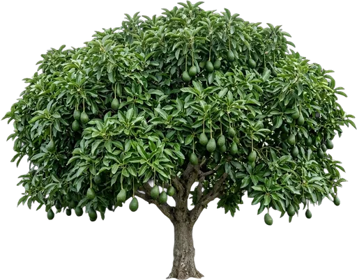 Avocado Tree