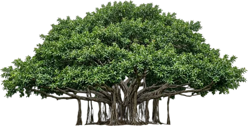 Banyan Tree