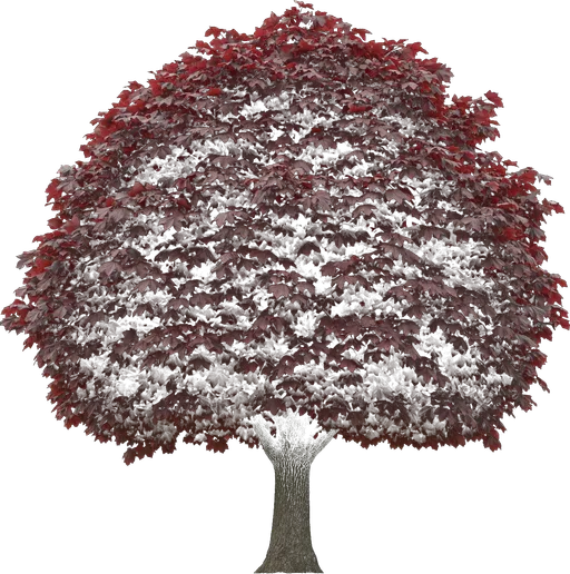 Norway Maple (Crimson King)