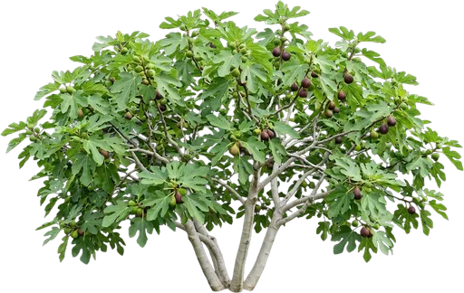 Common Fig