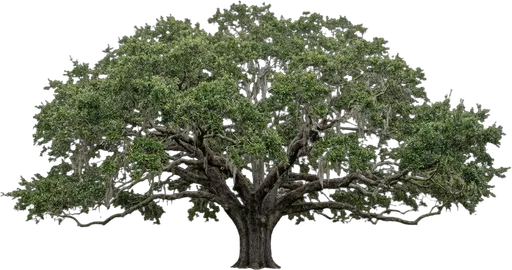 Southern Live Oak