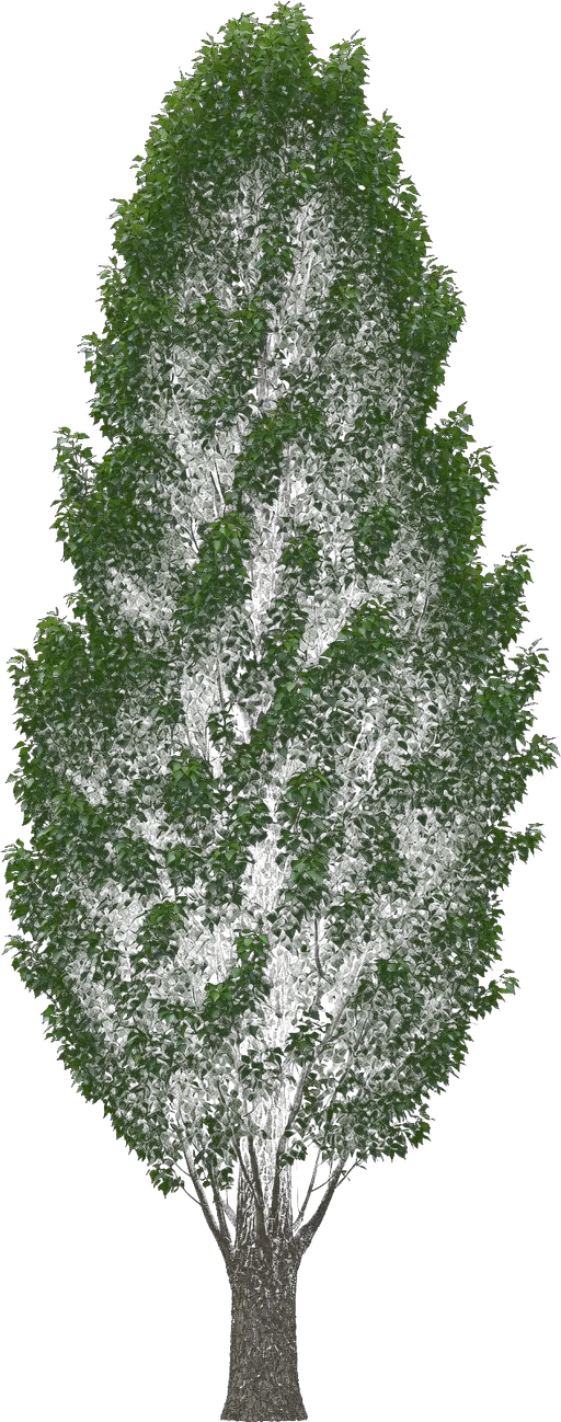 Lombardy Poplar