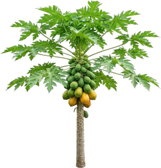Papaya Tree