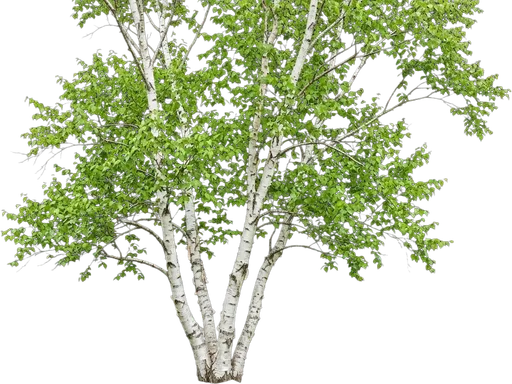 Paper Birch