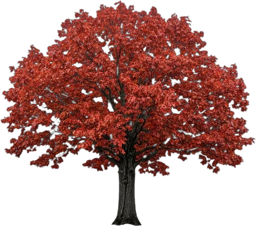 Northern Red Oak