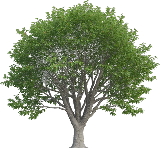 Sugarberry (Sugar Hackberry)