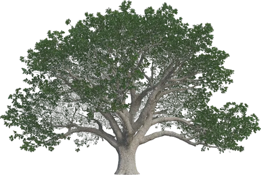 Valley Oak