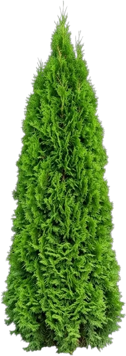 Emerald Green Arborvitae