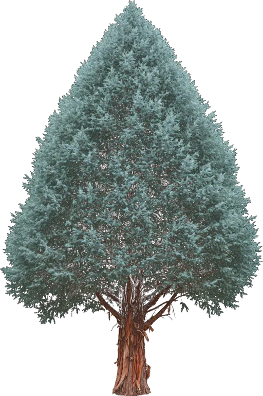 Arizona Cypress