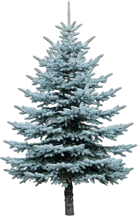 Colorado Blue Spruce