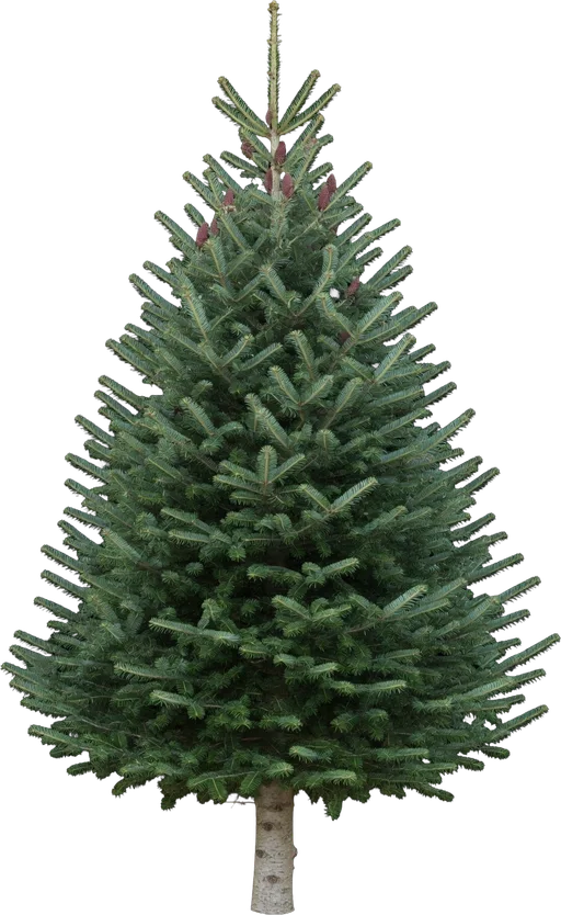 Fraser Fir