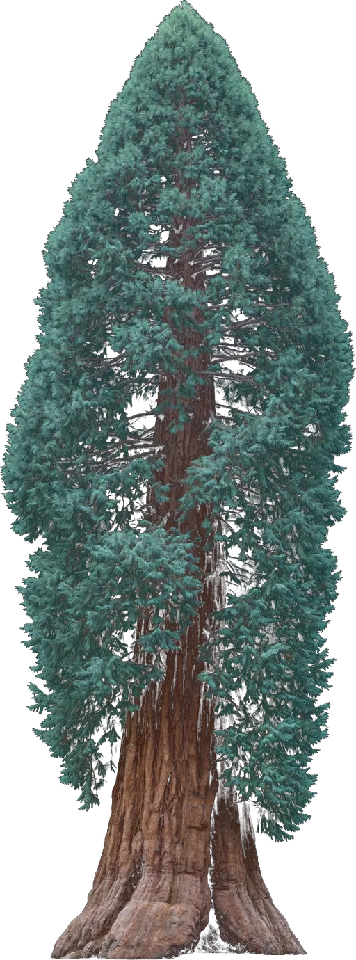 Giant Sequoia