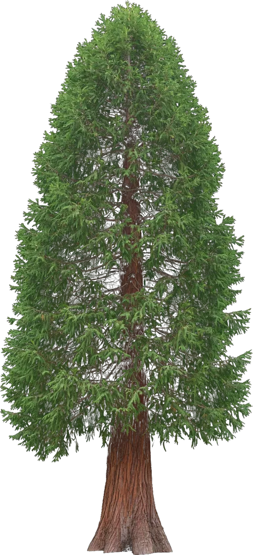 Incense Cedar
