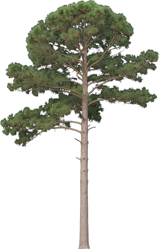 Loblolly Pine